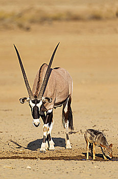 南非大羚羊,羚羊,雄性,黑背狐狼,黑背豺,水坑,卡拉哈里沙漠,卡拉哈迪大羚羊国家公园,南非,非洲