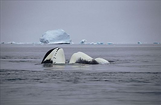 弓头鲸,幼小,晒太阳,巴芬岛,加拿大