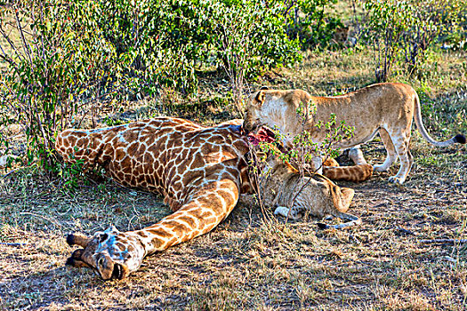 狮子,长颈鹿,马赛马拉国家公园,肯尼亚,东非,非洲