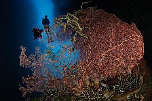潜水,洞穴,高处,珊瑚海扇,印度尼西亚