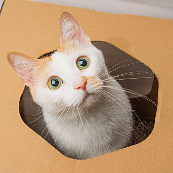 黄色的家猫在箱子里玩的照片