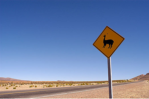 美洲驼,穿过,标识,胡胡伊省,阿根廷