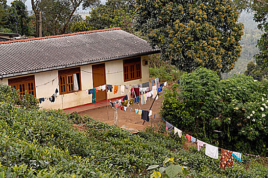 衣服,住宅,工作,茶园,斯里兰卡,十二月,2007年