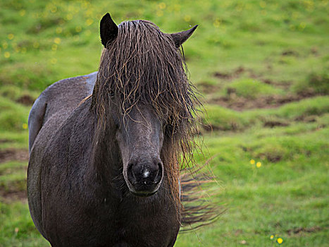 冰岛马,暗色,外套,长,黑色,鬃毛,正面