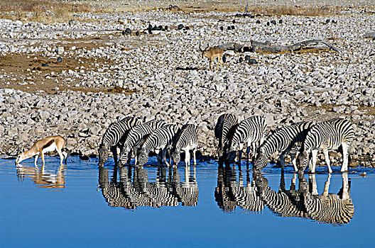 斑马,马,跳羚,水坑,埃托沙国家公园,纳米比亚,非洲