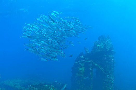 海洋生物