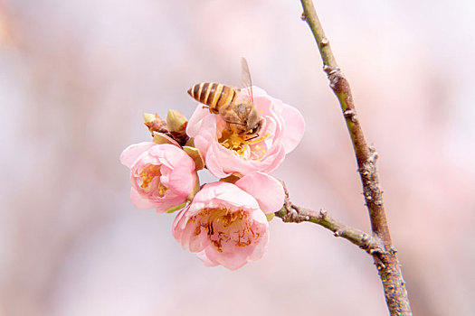 梅花,蜜蜂,2倍微距