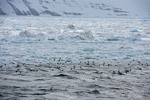海雀,厚嘴海鸦,飞,靠近,海岸,斯匹次卑尔根岛,斯瓦尔巴特群岛,挪威