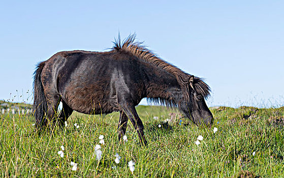 小马,稀有,岛,外赫布里底群岛,苏格兰,六月,大幅,尺寸