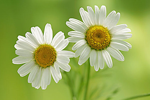 兩個,甘菊花,洋甘菊屬