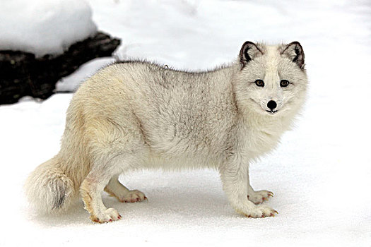 北极狐,白色,狐狸,极地,雪,成年,觅食,食物,雪地,蒙大拿,北美,美国
