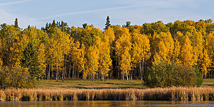 树,边缘,湖,木,安大略省,加拿大