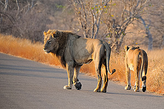 狮子,雌狮,走,途中,克鲁格国家公园,南非,非洲