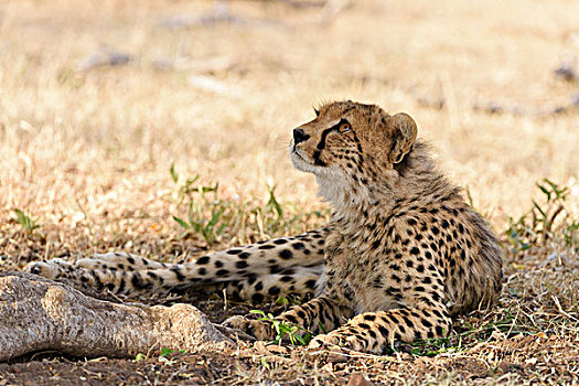 幼兽,印度豹,猎豹,坐,荫凉,马赛马拉国家保护区,肯尼亚,非洲