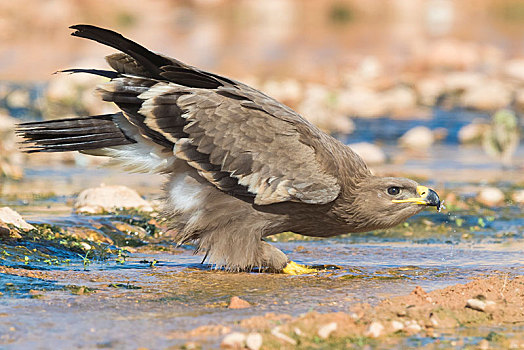 西伯利亚草原鹰,幼小,喝,溪流,佐法尔,阿曼,亚洲