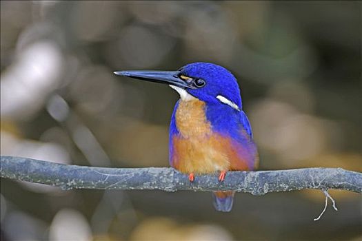 蔚蓝,翠鸟,鸟,昆士兰,澳大利亚