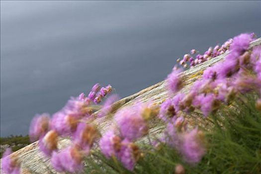 三叶草,风,瑞典