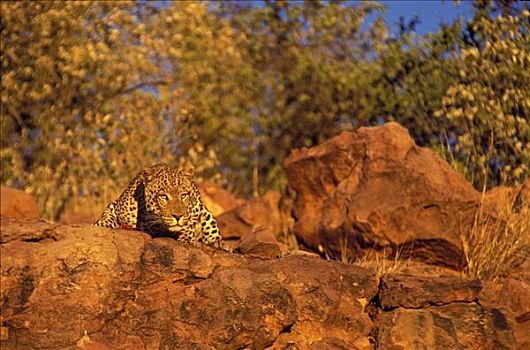 豹,纳米比亚,非洲