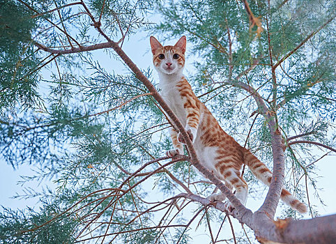 小猫,斑貓,攀登,树,克里特岛,希腊,欧洲