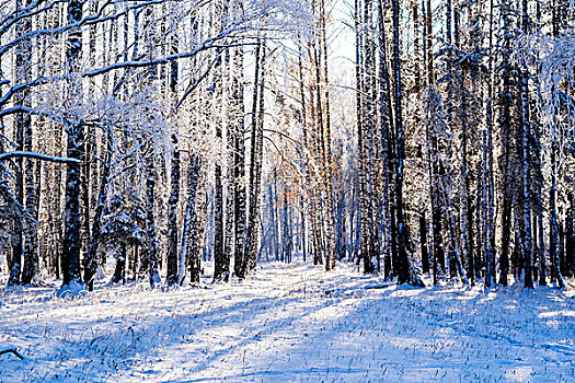 冬日树林,俄罗斯