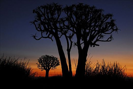 箭筒树,日落,鱼河峡谷,纳米比亚