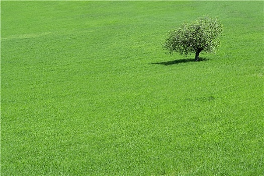 绿色,地点,孤树