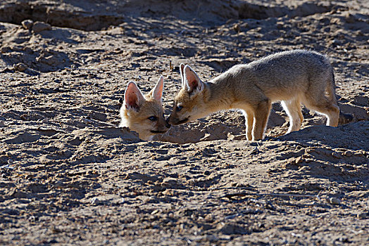 两个,幼兽,狐狸,狐属,面对面,巢穴,入口,卡拉哈迪大羚羊国家公园,北开普,南非,非洲