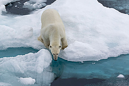 北极熊,浮冰,喝,斯匹次卑尔根岛,挪威,欧洲
