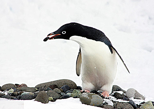 阿德利企鹅,保利特岛,南极半岛,石头,鹅卵石,雪地