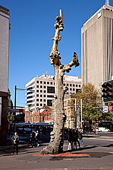 悉尼市区,唐人街发财树