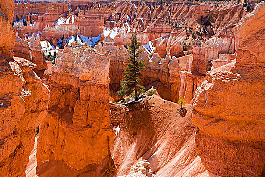 松树,红色,砂岩,布莱斯峡谷国家公园,犹他,美国