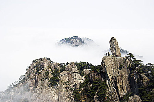 亚洲,中国,安徽,黄山,黄山松,松属,冬天