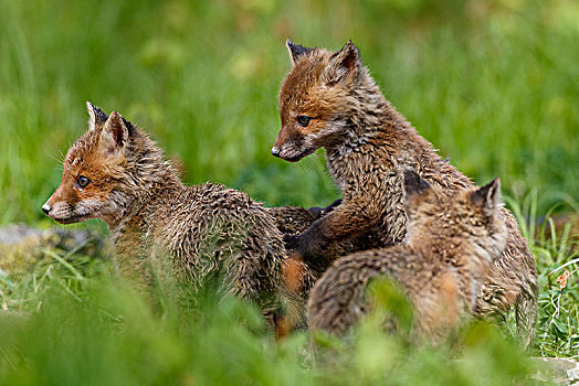 红狐,狐属,小动物,巢穴,玩,巴登符腾堡,德国,欧洲