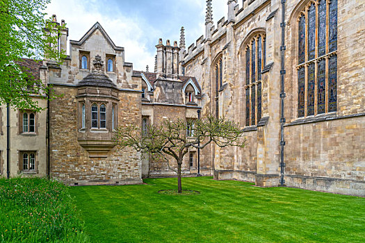 剑桥大学三一学院,trinity,college,cambridge,大门右侧据称启发牛顿提出万有引力定律的苹果树