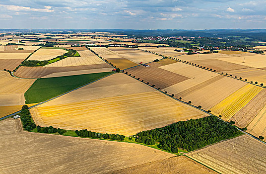 玉米田,靠近,地区,藻厄兰,北莱茵威斯特伐利亚,德国
