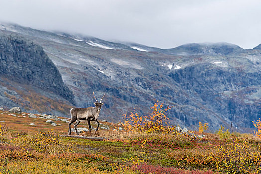 驯鹿,驯鹿属,秋天,山景,国家公园,北博滕省,拉普兰,瑞典,欧洲
