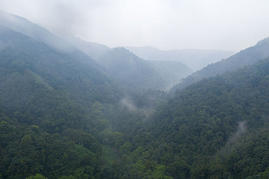 航拍西湖龙井村