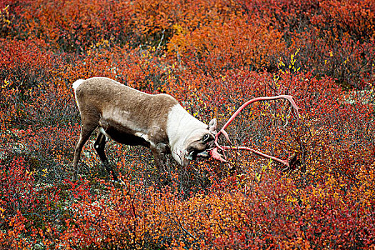 北美驯鹿,雄性动物,驯鹿属,鹿角,天鹅绒,秋天,发情期,中心,加拿大西北地区