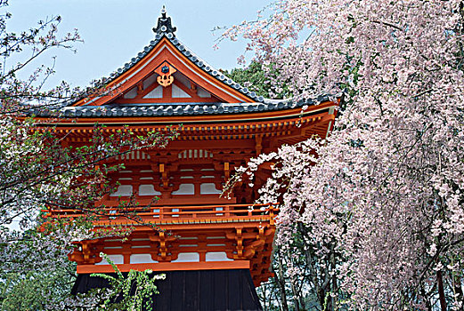 仰视,庙宇,仁和寺,京都,本州,日本