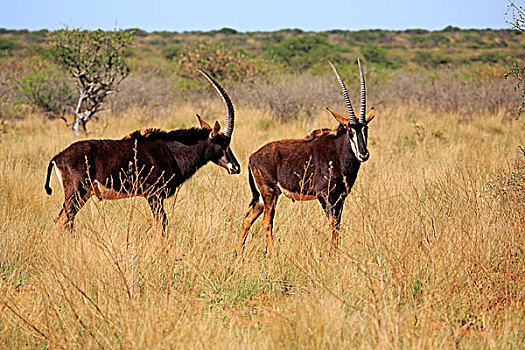 羚羊,尼日尔,成年,两个男人,禁猎区,卡拉哈里沙漠,北角,南非,非洲
