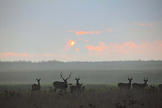 鹿,日落