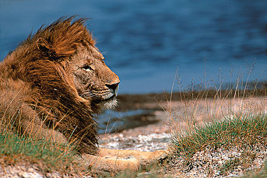 非洲,坦桑尼亚,恩戈罗恩戈罗,保护区,雄性,非洲狮