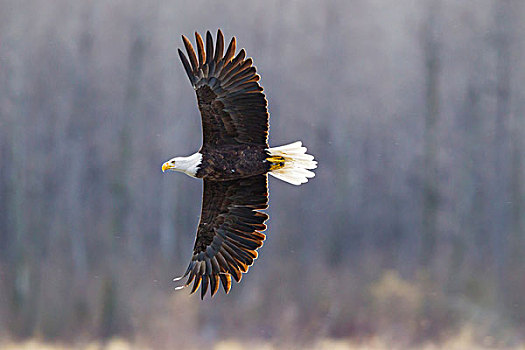 美国,阿拉斯加,契凯特白头鹰保护区,白头鹰,飞行,戈登,画廊