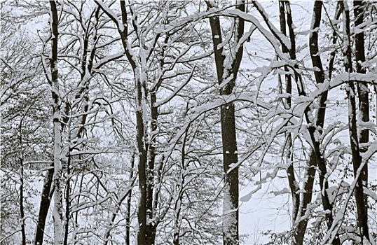 冬日树林,特写