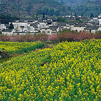 黟县西递