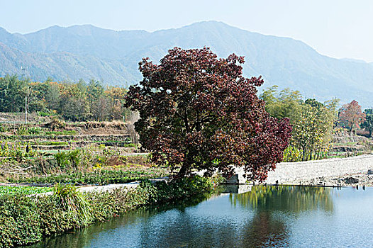 安徽黟县卢村风光