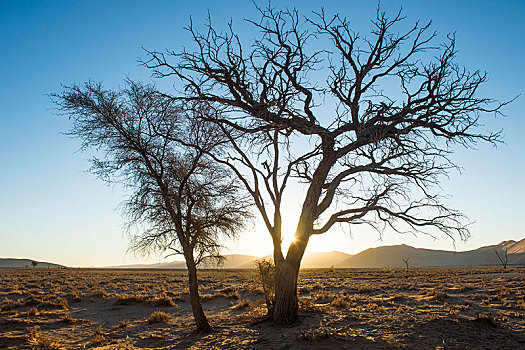 树,刺槐,逆光,纳米比诺克陆夫国家公园,纳米比亚,非洲