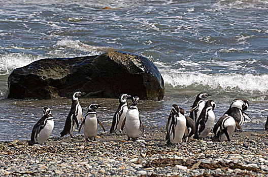 企鹅,奥特威,智利,南美