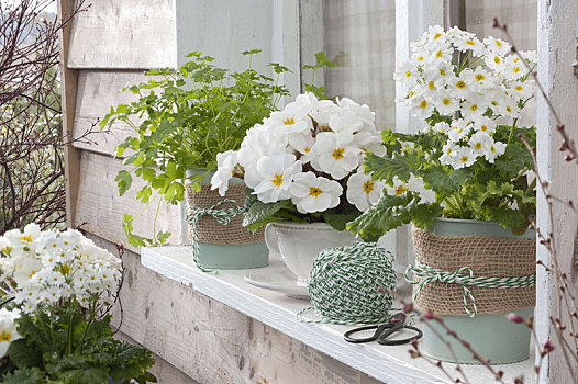 春天,窗台,西芹,樱草属植物