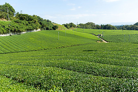 绿茶,地点